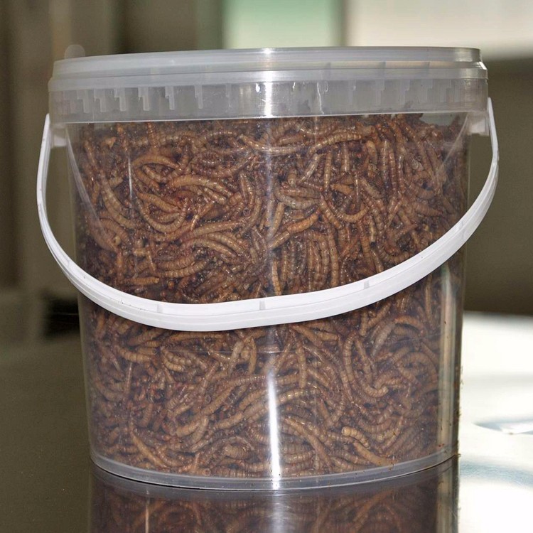 Mealworms Drum .JPG